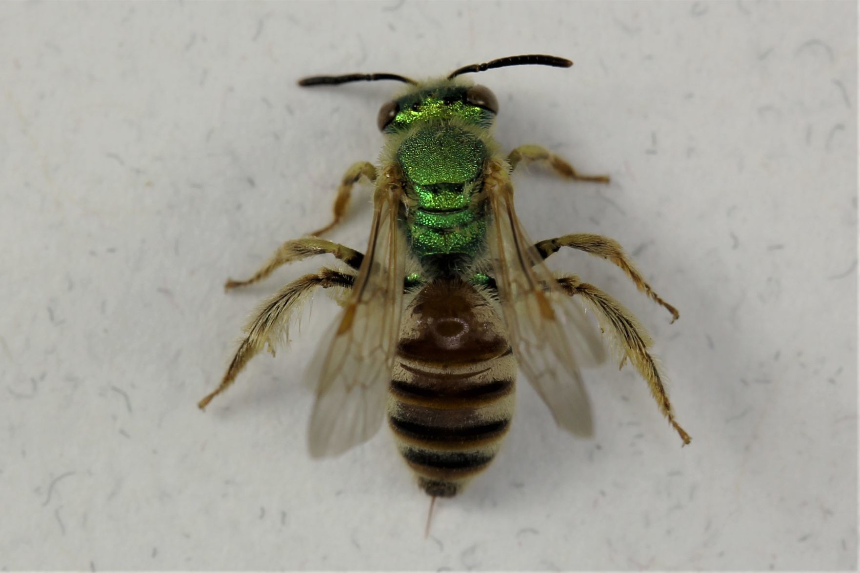 Agapostemon paul castrovillo.JPG